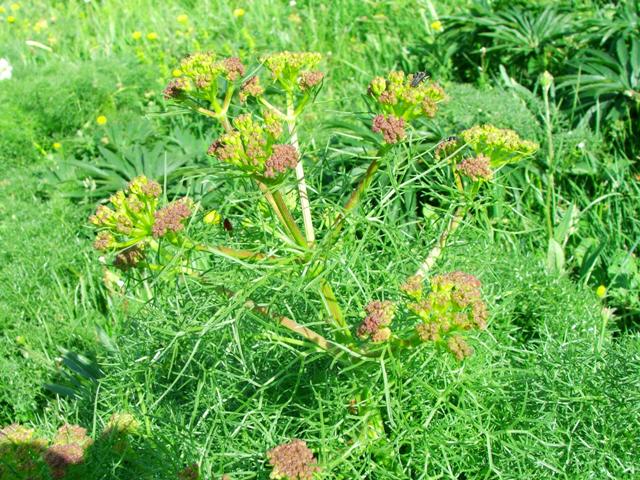 Cachrys ferulacea / Basilisco comune